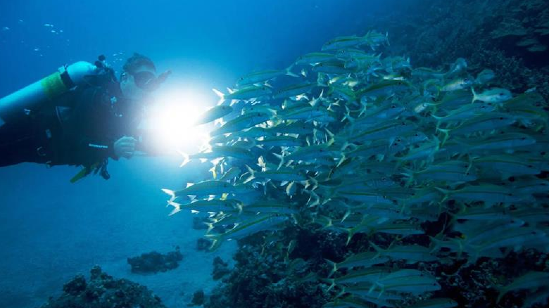 Dubai’s Night Diving Essentials: Safety Tips for Beginners